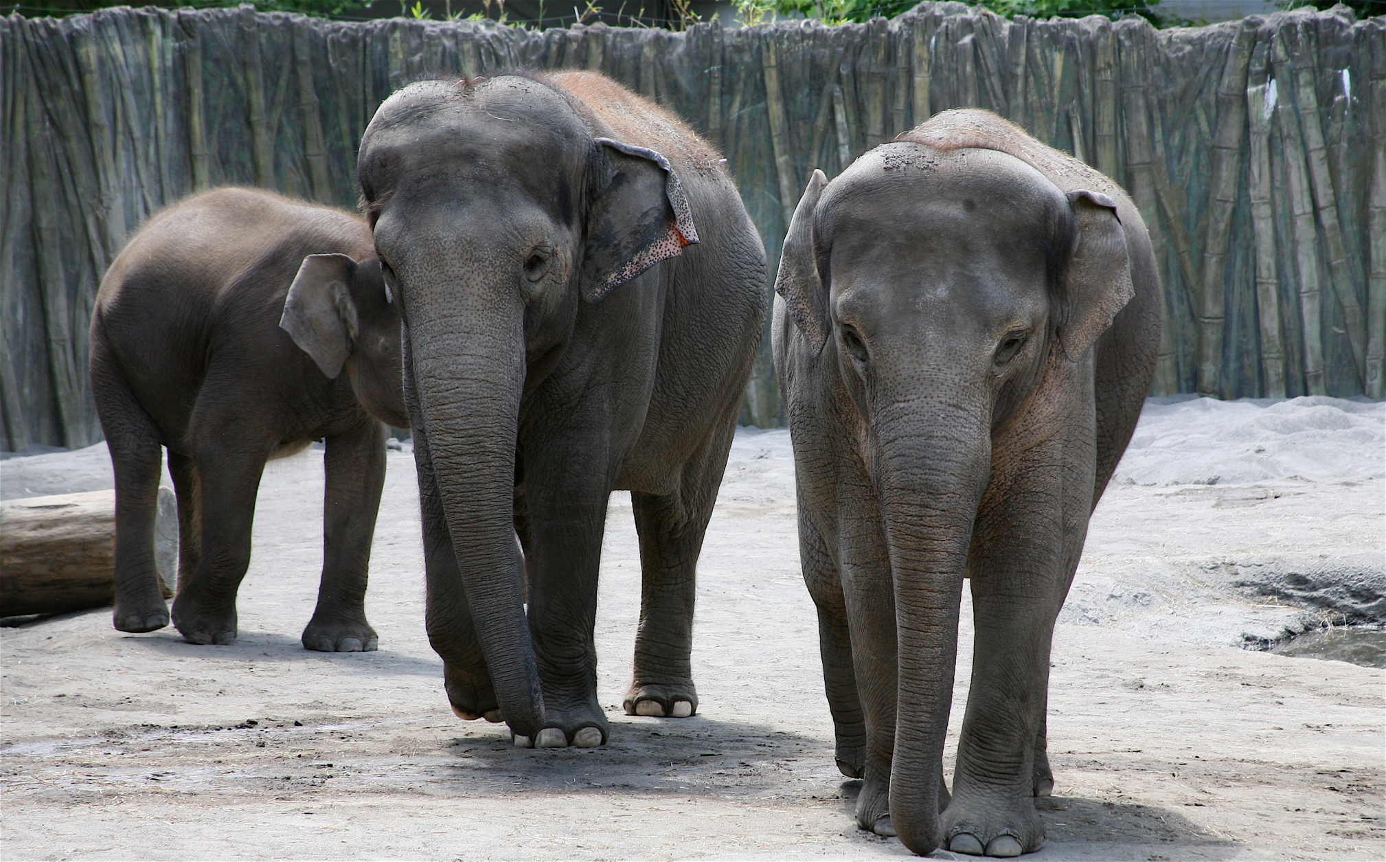 Trio of Asian Elephants